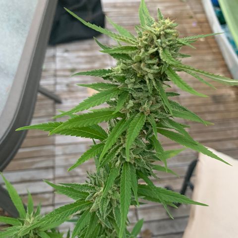 Sour Amnesia & Butter Bean growlog photo: Big chop 