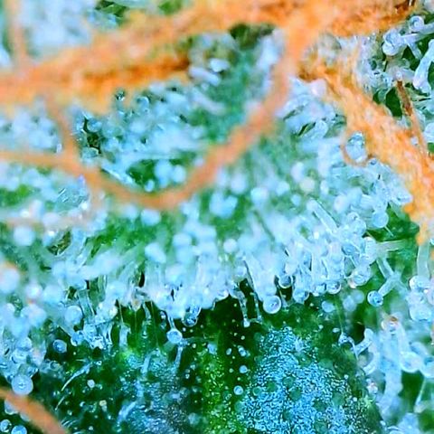 Zkittle LPC, TP & Palp Kush growlog photo: Chop day