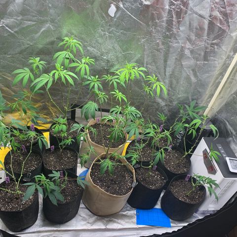 Clone Tent Zkit, LPC, PK, Sour A, BB growlog timeline photo