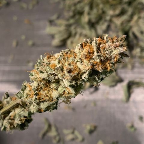 Zkittle LPC, TP & Palp Kush growlog photo: Trimmed palp kush & LPC 