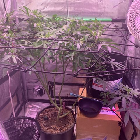 Zkittle Gpa growlog photo: Defoliated and trellised and fed