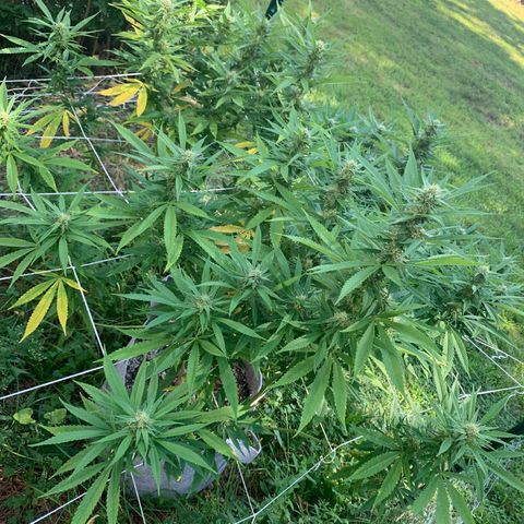 Sour Amnesia & Butter Bean growlog photo: Budding beautifully 