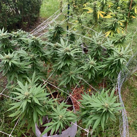 Sour Amnesia & Butter Bean growlog photo: Before the hurricane