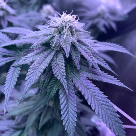 Zkittle LPC, TP & Palp Kush growlog timeline photo