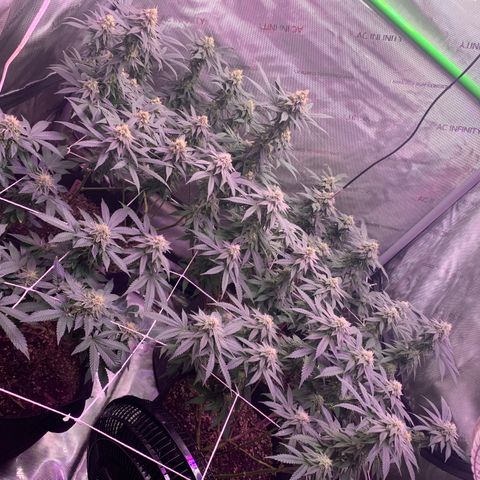 Zkittle LPC, TP & Palp Kush growlog timeline photo