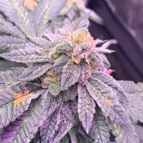 Zkittle LPC, TP & Palp Kush growlog timeline photo