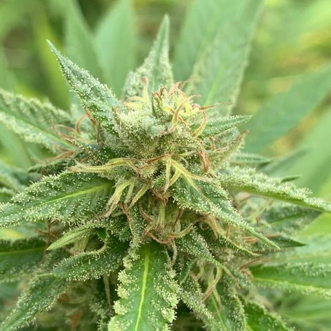 Sour Amnesia & Butter Bean growlog photo: Budding and stacking