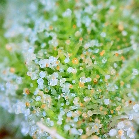 Sour Amnesia & Butter Bean growlog timeline photo