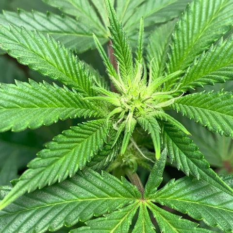 Mota Hari XX growlog photo: Budding