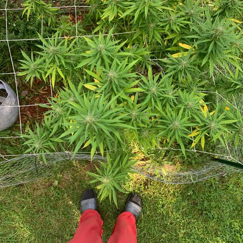 Sour Amnesia & Butter Bean growlog photo: Budding