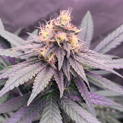 Zkittle LPC, TP & Palp Kush growlog timeline photo