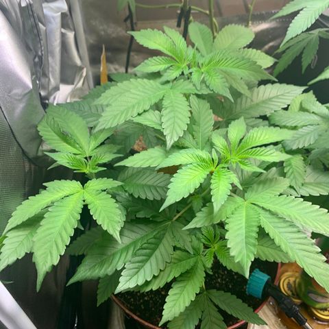 Mota Hari XX growlog timeline photo
