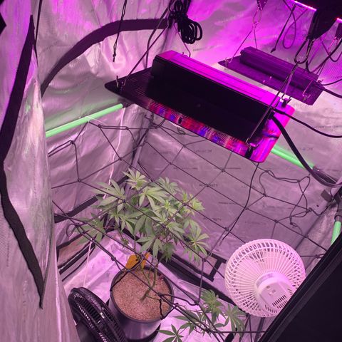 Zkittle Gpa growlog photo: Vaccummd out the top perlite cover, exposed roots, recovered with organic soil top dressed GGA