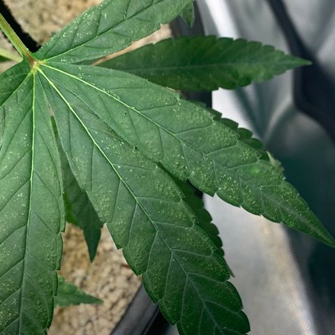 Mota Hari XX growlog photo: Beginning of the mite fight muta opening up tho