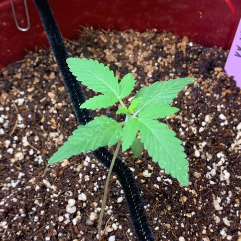 Mota Hari XX growlog photo: Beginning of the mite fight muta opening up tho