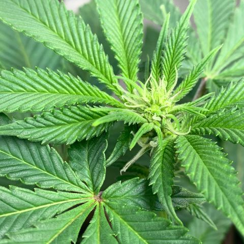 Mota Hari XX growlog photo: Budding