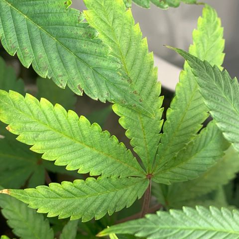 Mota Hari XX growlog photo: Budding