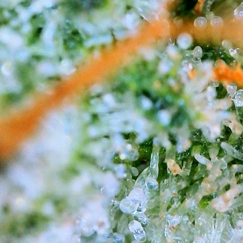 Zkittle LPC, TP & Palp Kush growlog photo: Cloudy with a sign of meatballs