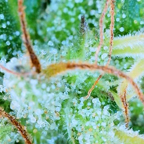 Sour Amnesia & Butter Bean growlog timeline photo