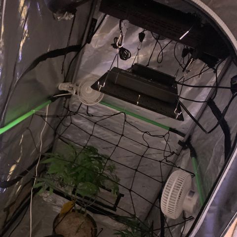 Zkittle Gpa growlog timeline photo