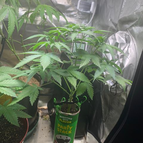 Mota Hari XX growlog timeline photo