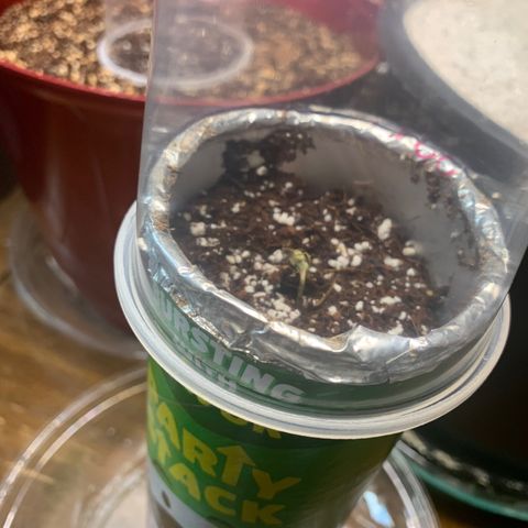 Mota Hari XX growlog photo: Seeds sprouted from coco, new tent ⛺️ 