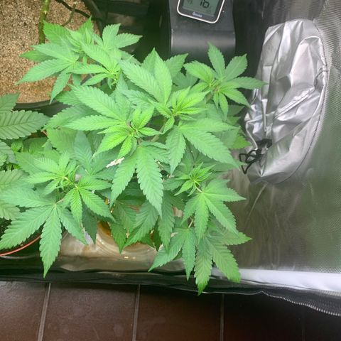 Mota Hari XX growlog timeline photo