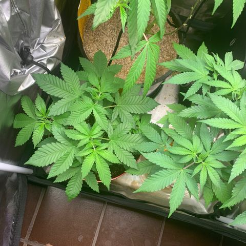 Mota Hari XX growlog timeline photo