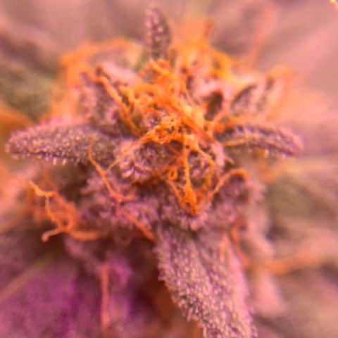 Zkittle LPC, TP & Palp Kush growlog photo: Closing in on harvest 