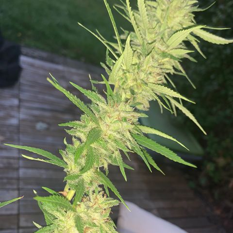Sour Amnesia & Butter Bean growlog photo: Big chop 