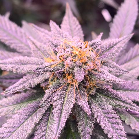 Zkittle LPC, TP & Palp Kush growlog timeline photo