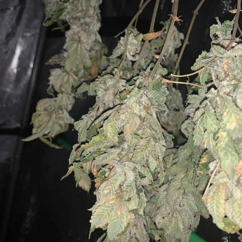 Zkittle LPC, TP & Palp Kush growlog photo: Trash panda