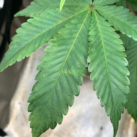 Mota Hari XX growlog photo: Budding