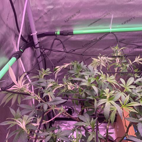 Zkittle Gpa growlog photo: Defoliated and trellised and fed