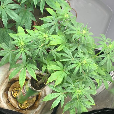 Mota Hari XX growlog photo: Budding