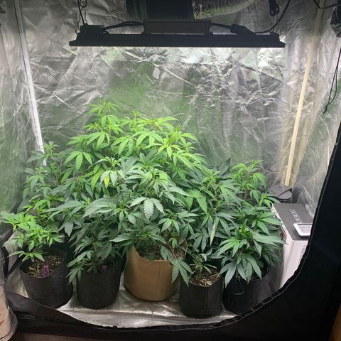 Clone Tent Zkit, LPC, PK, Sour A, BB growlog timeline photo