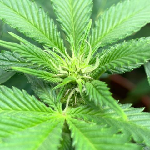 Mota Hari XX growlog photo: Budding