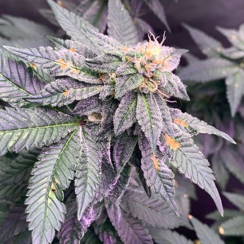 Zkittle LPC, TP & Palp Kush growlog timeline photo