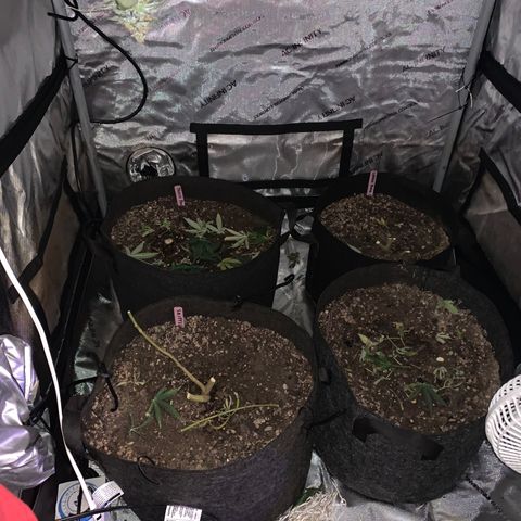 Zkittle LPC, TP & Palp Kush growlog timeline photo