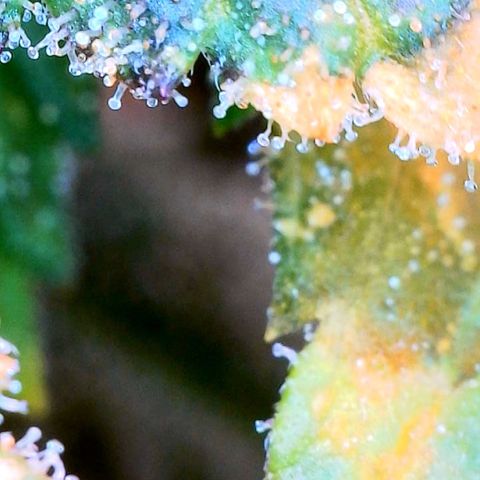 Zkittle LPC, TP & Palp Kush growlog photo: Chop day