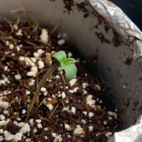 Mota Hari XX growlog photo: Close ups of le bebes 