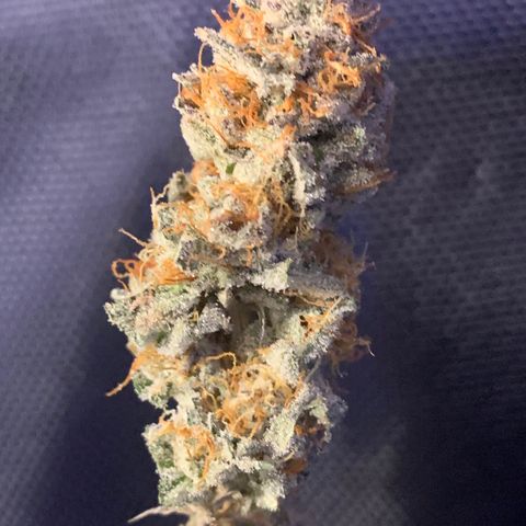 Zkittle LPC, TP & Palp Kush growlog photo: Trimmed palp kush & LPC 