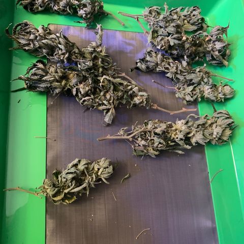 Zkittle LPC, TP & Palp Kush growlog photo: Trash panda