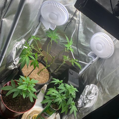 Mota Hari XX growlog timeline photo