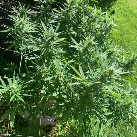 Sour Amnesia & Butter Bean growlog photo: Stacking nicely 