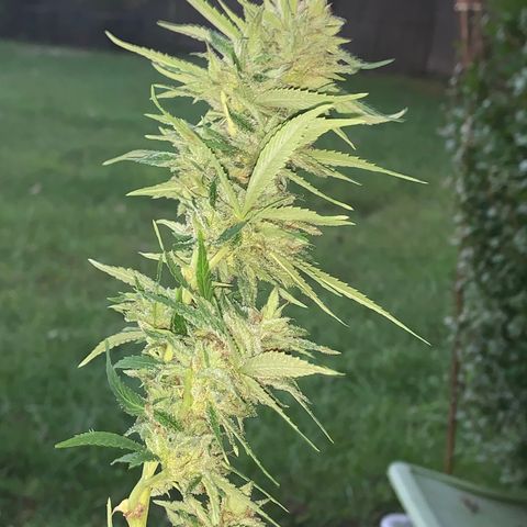 Sour Amnesia & Butter Bean growlog photo: Big chop 
