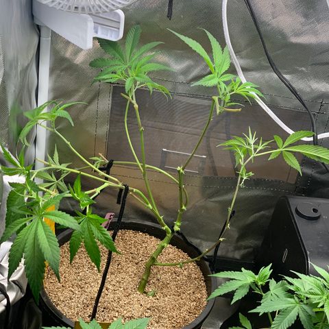Mota Hari XX growlog timeline photo