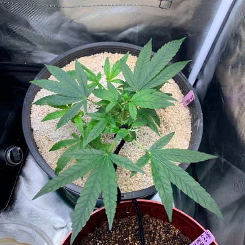 Mota Hari XX growlog photo: Fighting mites, 1 day at a time