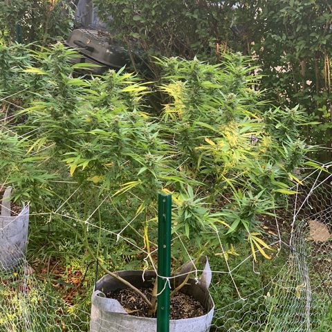 Sour Amnesia & Butter Bean growlog photo: Budding and stacking