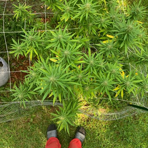 Sour Amnesia & Butter Bean growlog photo: Budding